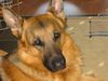 Deutscher Schäferhund Foto: Maik vom Haus Robinson, 3 Jahre alt (ID 12739) Deutscher Schäferhund Hund