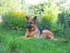 Deutscher Schäferhund Foto: Neele oder auch Birte vom Altländer Hof! (ID 16939) Deutscher Schäferhund Hund