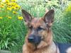 Deutscher Schäferhund Foto: Der Butz. (ID 16960) Deutscher Schäferhund Hund