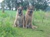 Deutscher Schäferhund Foto: Neele und ihr Tommy! (ID 16957) Deutscher Schäferhund Hund