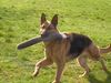 Deutscher Schäferhund Foto: Mascha v.d.Paderquellen (ID 19515) Deutscher Schäferhund Hund