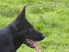 Deutscher Schäferhund Foto: Brandie v.d.Kranichteichen (ID 19517) Deutscher Schäferhund Hund