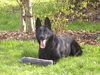 Deutscher Schäferhund Foto: Brandie v.d.Kranichteichen (ID 19516) Deutscher Schäferhund Hund