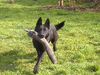 Deutscher Schäferhund Foto: Brandie v.d.Kranichteichen (ID 13581) Deutscher Schäferhund Hund