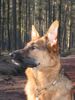 Deutscher Schäferhund Foto: Nochmal Neele (ID 17872) Deutscher Schäferhund Hund
