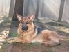 Deutscher Schäferhund Foto (ID 17873) Deutscher Schäferhund Hund