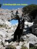 Deutscher Schäferhund Foto: Isetta vom Auenfels (ID 6802) Deutscher Schäferhund Hund