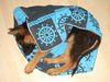 Deutscher Schäferhund Foto: Unser Timo mit 11Wochen (ID 23346) Deutscher Schäferhund Hund