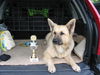 Deutscher Schäferhund Foto: Der zweite Platz für den originelsten Mischling im Norden! (Neumünster) (ID 32387) Deutscher Schäferhund Hund