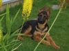 Deutscher Schäferhund Foto: Imo vom Schloss Schubert, 12 Wochen (ID 22322) Deutscher Schäferhund Hund