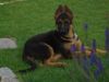Deutscher Schäferhund Foto: Unser Timo mit 12 Wchen (ID 23344) Deutscher Schäferhund Hund