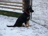 Deutscher Schäferhund Foto: Agila vom Domizil (ID 3026) Deutscher Schäferhund Hund