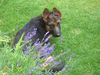 Deutscher Schäferhund Foto: Imo vom Schloss Schubert (ID 22577) Deutscher Schäferhund Hund