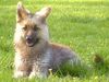 Deutscher Schäferhund Foto: Püppi-Welpe (ID 13579) Deutscher Schäferhund Hund