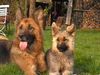 Deutscher Schäferhund Foto: zwei die sich verstehen (ID 13580) Deutscher Schäferhund Hund