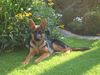 Deutscher Schäferhund Foto: Imo vom Schloss Schubert 4 Monate alt (ID 23042) Deutscher Schäferhund Hund