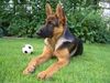 Deutscher Schäferhund Foto: Imo vom Schloss Schubert 4 Monate alt (ID 23041) Deutscher Schäferhund Hund