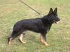 Deutscher Schäferhund Foto: Ayca vom Domizil (1 1/2 Jahre) (ID 13584) Deutscher Schäferhund Hund