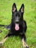 Deutscher Schäferhund Foto: Chivas von der Wolfskralle (ID 38516) Deutscher Schäferhund Hund