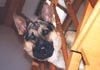 Deutscher Schäferhund Hund