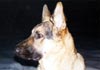 Deutscher Schäferhund Hund