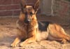 Deutscher Schäferhund Hund