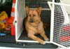 Deutscher Schäferhund Hund