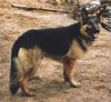 Deutscher Schäferhund Foto: Charly von Löschknecht (ID 14967) Deutscher Schäferhund Hund