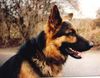 Deutscher Schäferhund Foto: Charly von Löschknecht (ID 14968) Deutscher Schäferhund Hund