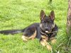 Deutscher Schäferhund Foto: Bo vom Domizil (5Monate) (ID 13585) Deutscher Schäferhund Hund