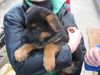Deutscher Schäferhund Foto: Unser kleiner Timo mit 11Wochen (ID 23347) Deutscher Schäferhund Hund