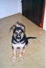Deutscher Schäferhund Foto: ich bin benny (ID 6136) Deutscher Schäferhund Hund