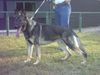 Deutscher Schäferhund Foto: breston (ID 5227) Deutscher Schäferhund Hund