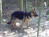 Deutscher Schäferhund Foto: breston (ID 5228) Deutscher Schäferhund Hund
