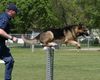 Deutscher Schäferhund Foto: agility 2 (ID 23386) Deutscher Schäferhund Hund