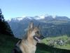 Deutscher Schäferhund Foto: Anuschka vom Terdannenhof im Schnee (ID 1077) Deutscher Schäferhund Hund