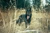 Deutscher Schäferhund Foto: Arco (ID 1463) Deutscher Schäferhund Hund