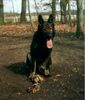 Deutscher Schäferhund Foto: Arco (ID 1465) Deutscher Schäferhund Hund