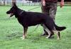 Deutscher Schäferhund Foto: Aron (ID 701) Deutscher Schäferhund Hund