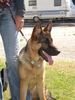 Deutscher Schäferhund Foto: Triton von der Kapellenhöhe (ID 5287) Deutscher Schäferhund Hund