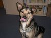 Deutscher Schäferhund Foto: McD - Ich liebe es ... (ID 28580) Deutscher Schäferhund Hund