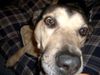 Deutscher Schäferhund Foto: Einer flog übers Kuckucksnest! (ID 28579) Deutscher Schäferhund Hund