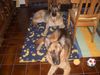 Deutscher Schäferhund Foto: Ben 11 Jahre alt, gestorben 2004 und Assi 4 Jahre alt, heute 7 Jahre alt. (ID 36222) Deutscher Schäferhund Hund