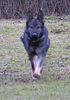Deutscher Schäferhund Foto: Banja v. Dammendorfer Park (ID 19519) Deutscher Schäferhund Hund