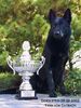 Deutscher Schäferhund Foto: Bester Schutzdienst 96 (ID 15136) Deutscher Schäferhund Hund