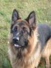 Deutscher Schäferhund Foto: Bexter pass auf!!! (ID 26362) Deutscher Schäferhund Hund