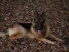 Deutscher Schäferhund Foto: Bexter im Wald (ID 26360) Deutscher Schäferhund Hund