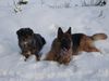 Deutscher Schäferhund Foto: Bexter mit Freundin Hexe (ID 27858) Deutscher Schäferhund Hund