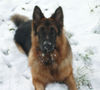Deutscher Schäferhund Foto (ID 27857) Deutscher Schäferhund Hund