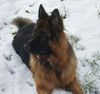 Deutscher Schäferhund Foto: Schnee.............. (ID 27499) Deutscher Schäferhund Hund